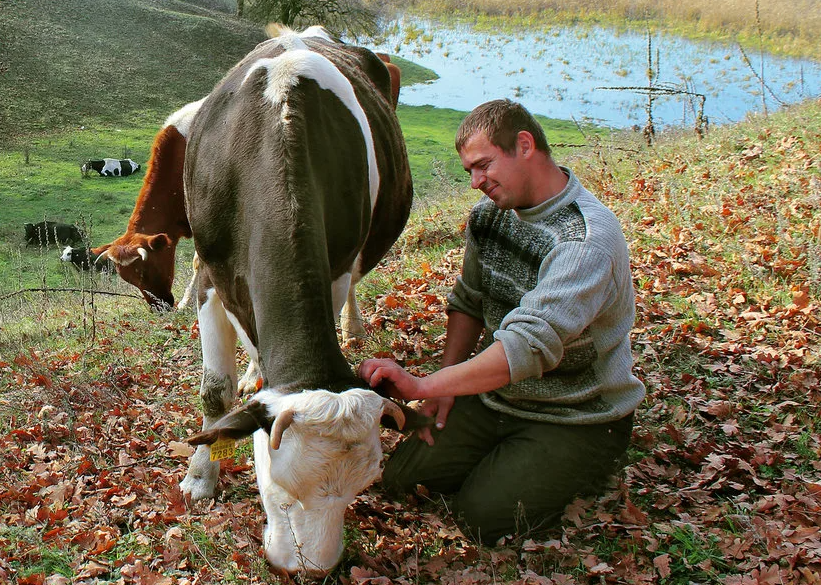 Яндекс картинки