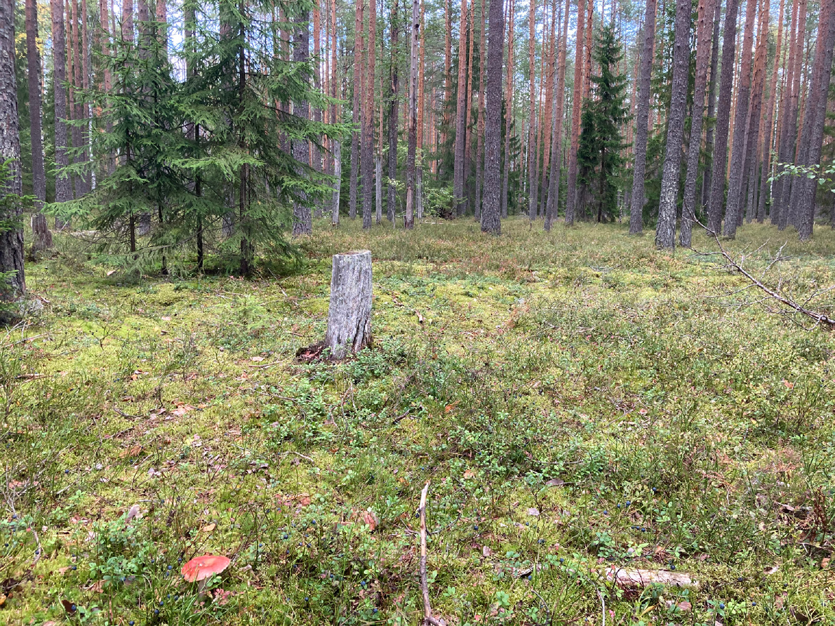 На этой полянке пила чай из термоса.