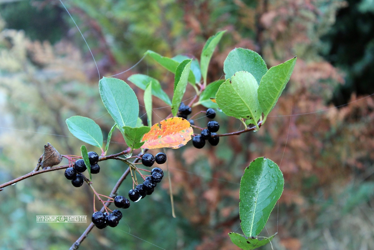 Черноплодная рябина