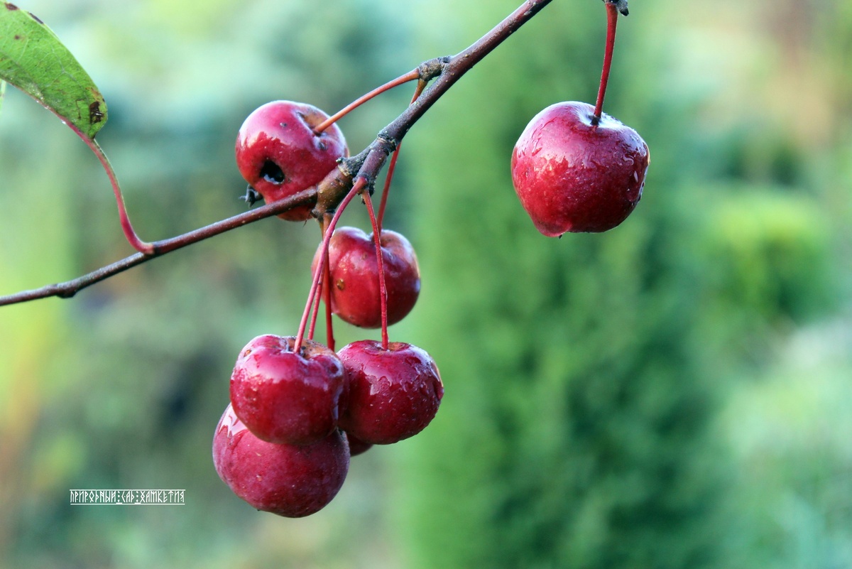 Яблоня Недзвецкого