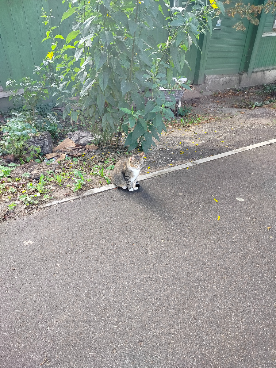 Встреча на ул. Коммунальной