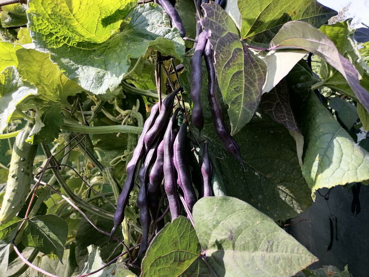 Фасоль Румба растет самосевом в Сибири, фото автора