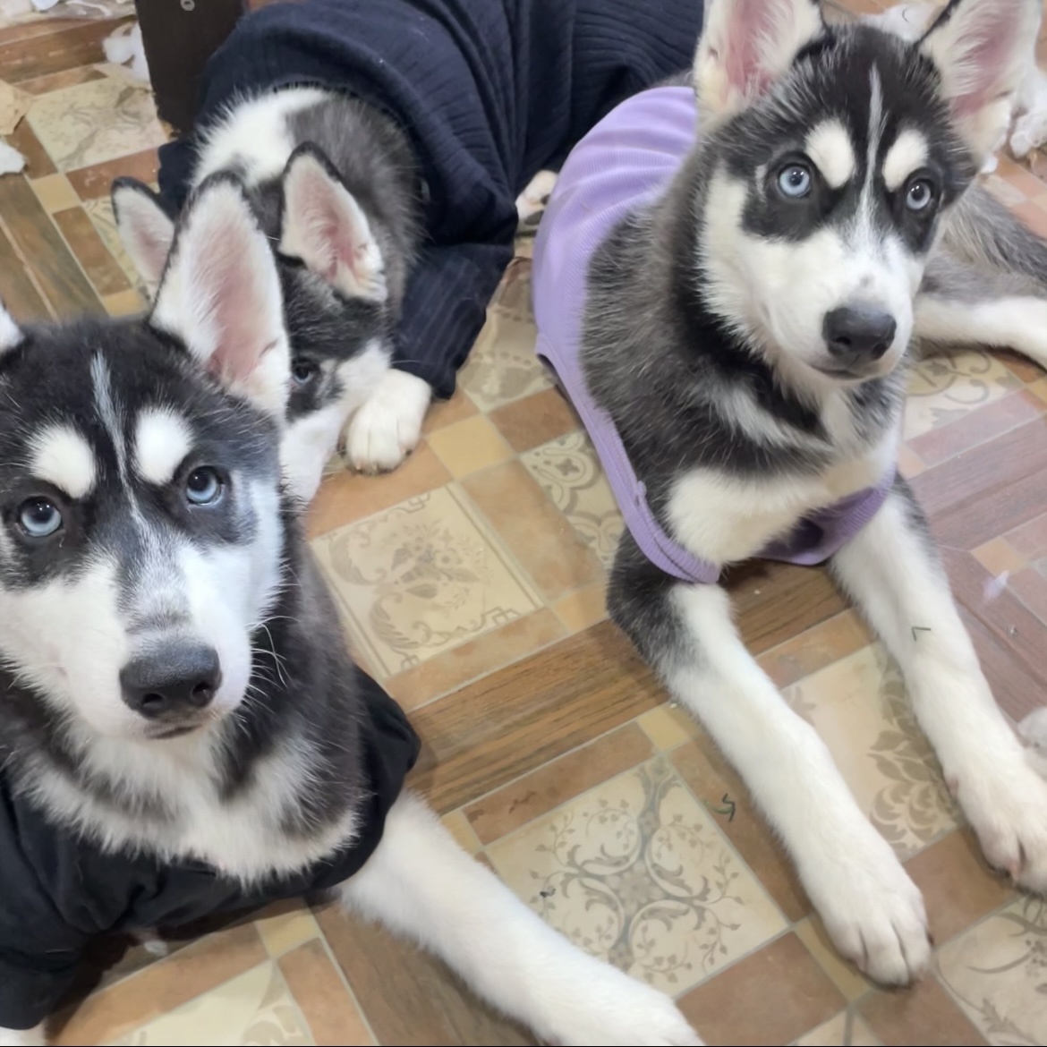 Мона и Бенедикта с рождения связаны очень глубоко. Они могут быть чувствительны к эмоциям друг друга. Такая связь между Моной и Бенедиктой символизирует не только биологическое единство, но и эмоциональную поддержку, которая важна для выживания и процветания группы.