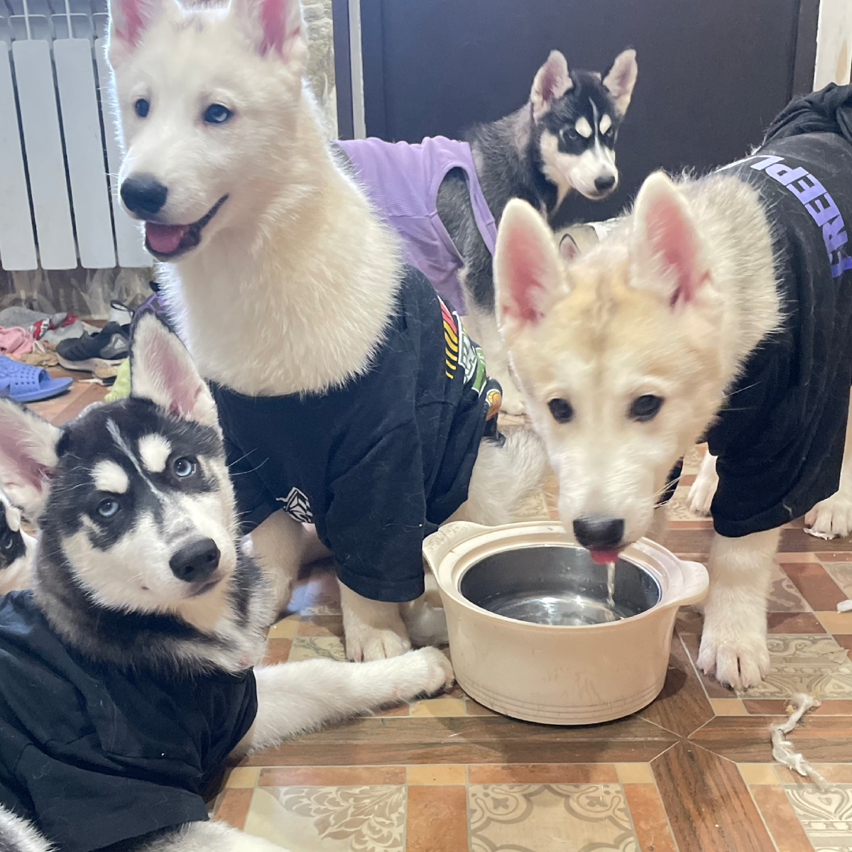 Бенедикта руководит и обучает, Мона защищает и поддерживает, Серкан вносит новизну и энергию, а Билл объединяет их как вожак, формируя единую и цельную команду, создавая крепкие связи, котоые делают их настоящей семьёй.