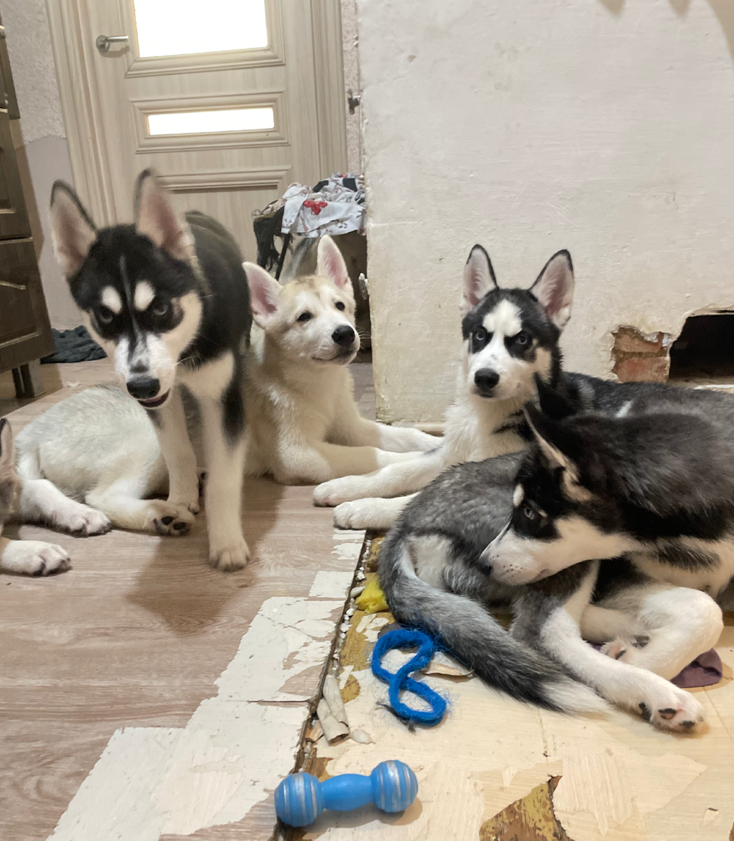 Биллу важно поддерживать баланс между лидерством и вниманием к индивидуальным потребностям сестёр. Он может испытывать трудности с некоторыми из их инициатив, но в конечном итоге стремится слушать и учитывать их мнения. Бено представляет собой протест против ограничений, что может создать напряжение с Биллом, но также демонстрирует её силу и решительность. Пандо служит связующим звеном, стремясь сохранить мир и понимать точку зрения обоих сторон. Мона является эмоциональным ядром стаи, устанавливая связи и усиливая чувства единства и взаимопонимания.