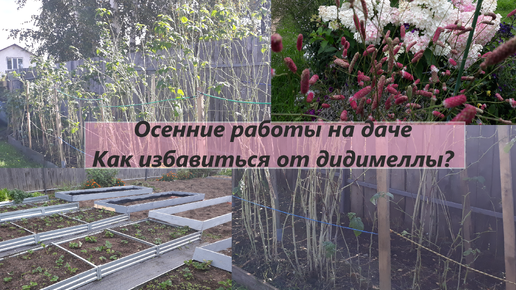 Осенние работы в саду. Как избавиться от дидимеллы на малине? Я делаю так уже 3 года и ничего не помогает