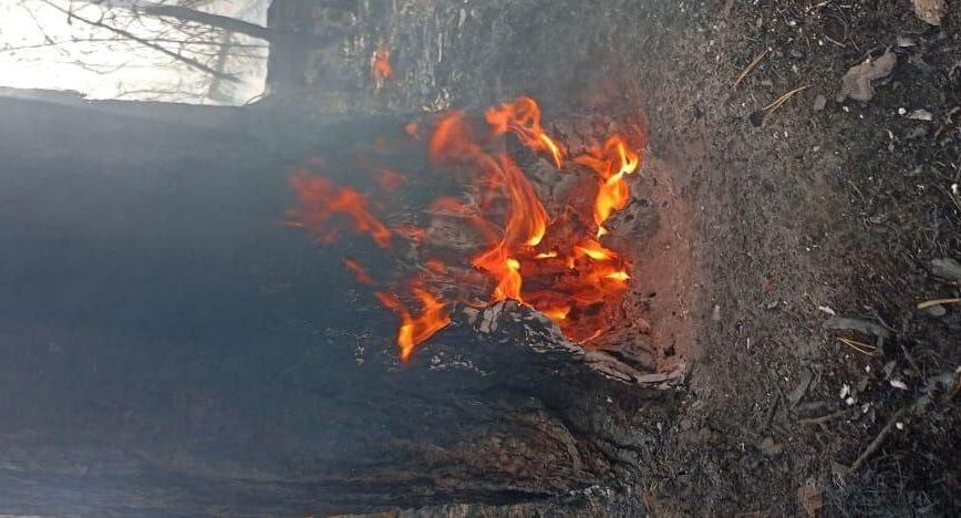    Комитет лесного хозяйства хозяйства Московской области