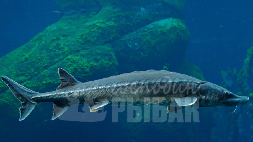 Атлантический осётр (Acipenser oxyrinchus)