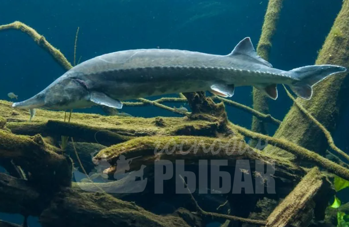 Белуга (Huso huso)