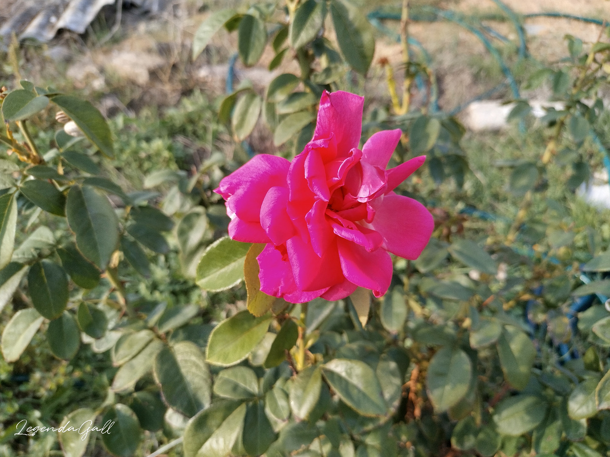 Бутон показывала, вот он уже расцвел