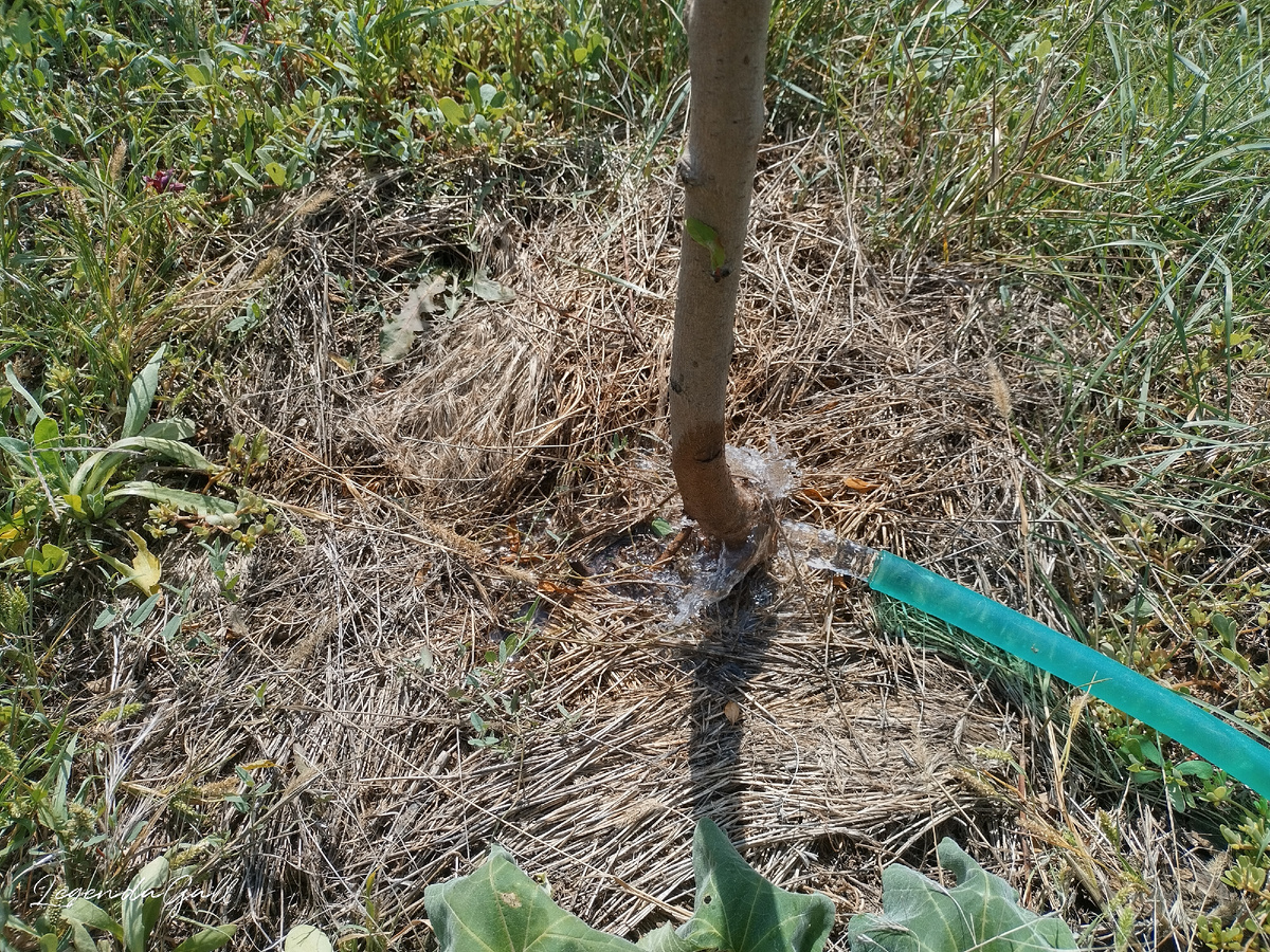 Персикам попить надо, а то листики повесили