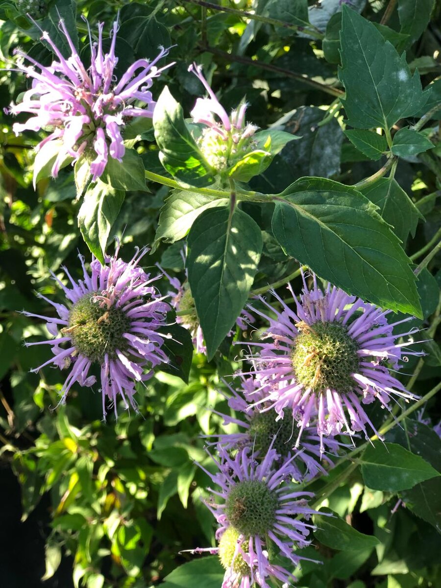 Монарда дудчатая