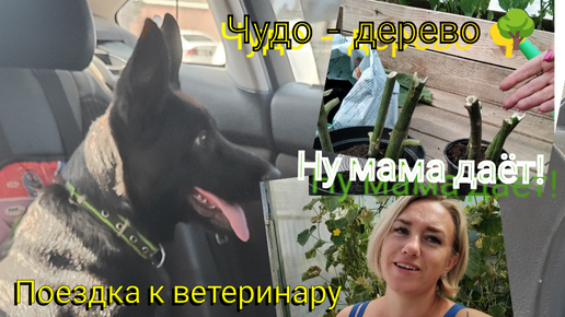 Чудо-дерево🌳 Ну мама даёт !😂 Поездка к ветеринару 🐕‍🦺