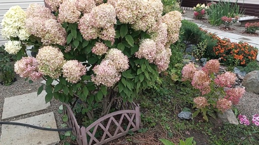 Большой обзор цветников🌺 планы, переделки😊 разобрали один курятник.