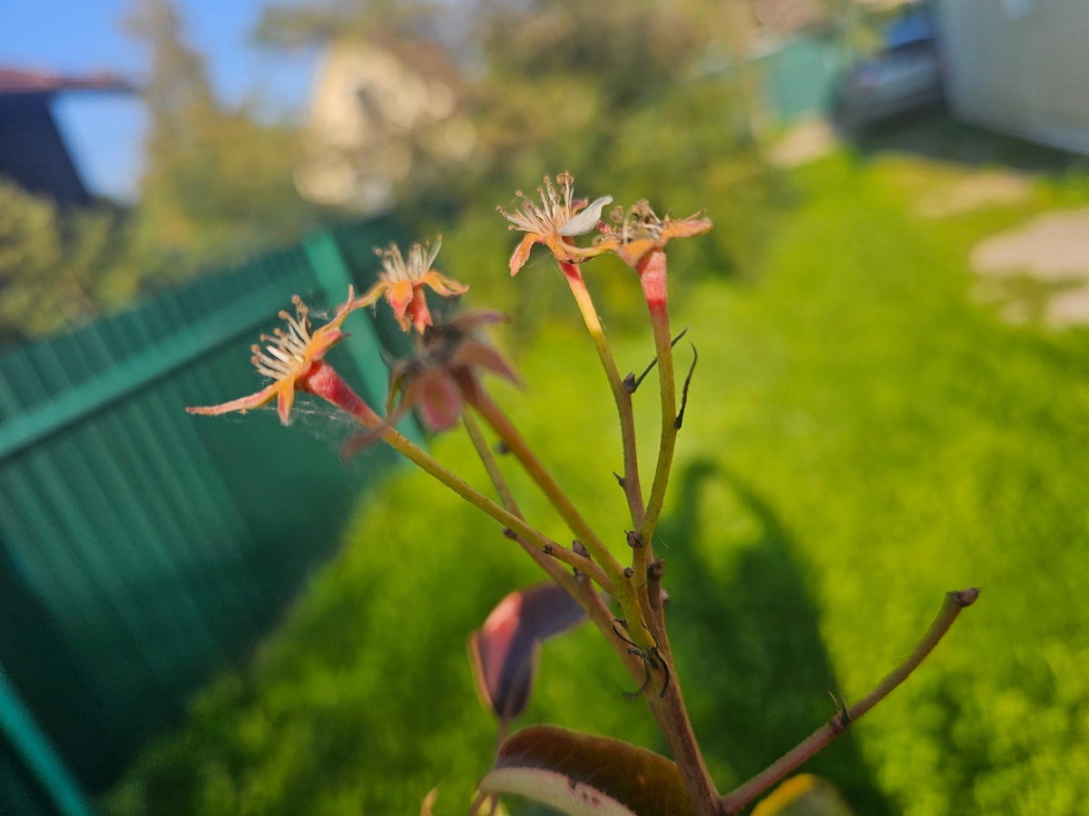 Такая теплая осень, что зацвела наша груша Иоанна.
