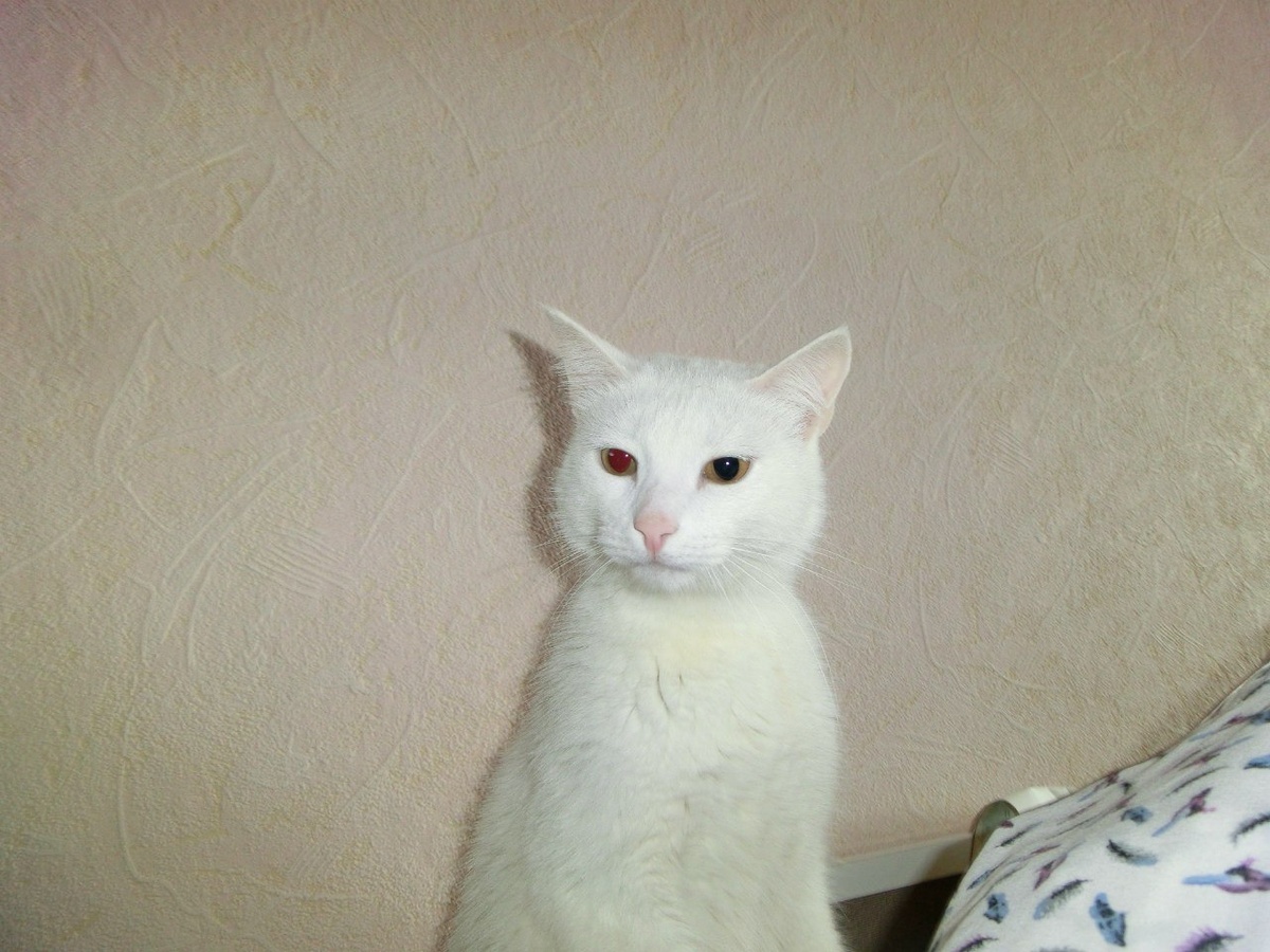 Кот Котя Маринетт Мортем оценивает опасность от появившегося в доме йорка