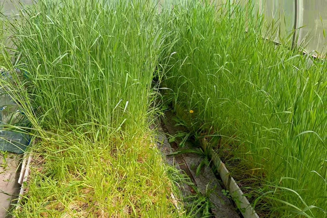 весна, рожь, парник