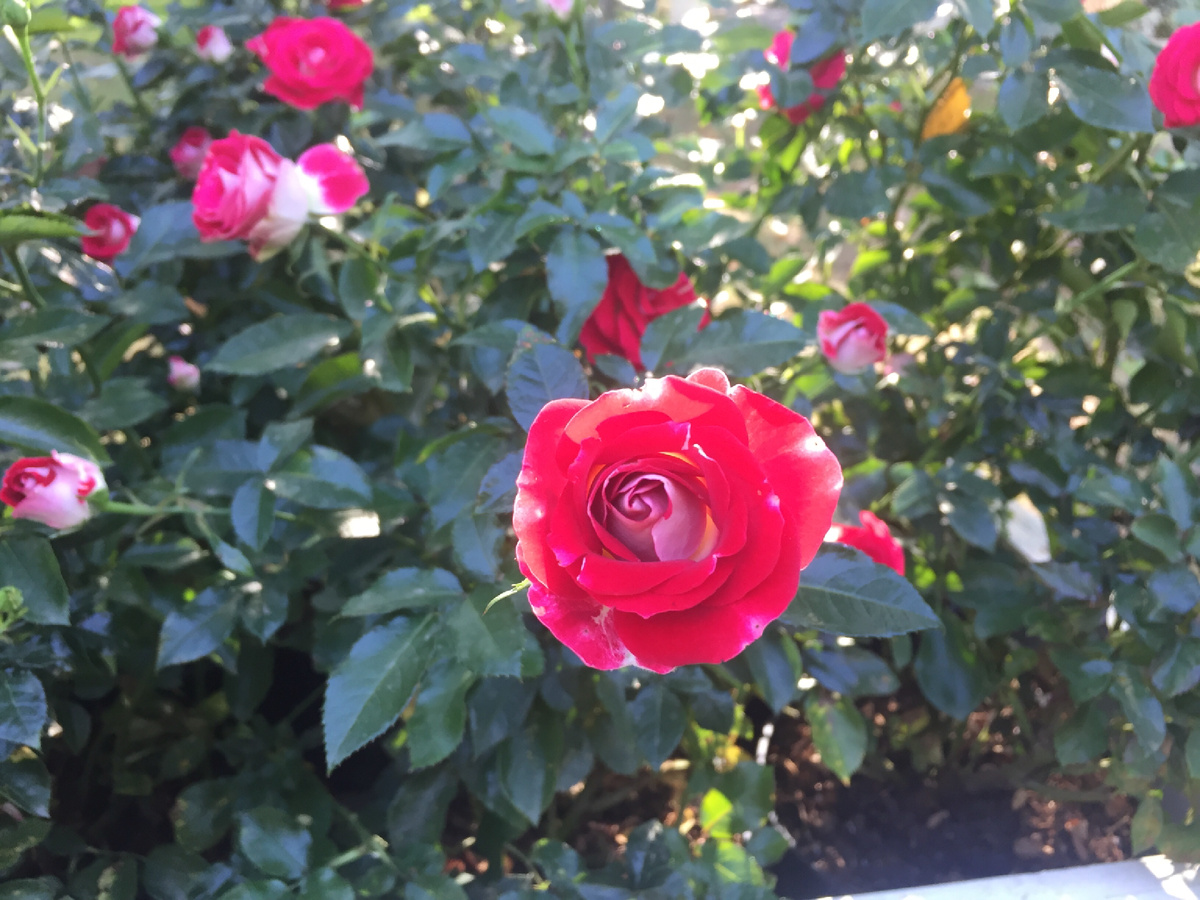 «Как у нас в садочке, как у нас в садочке розочка цвела» (с) фото автора 