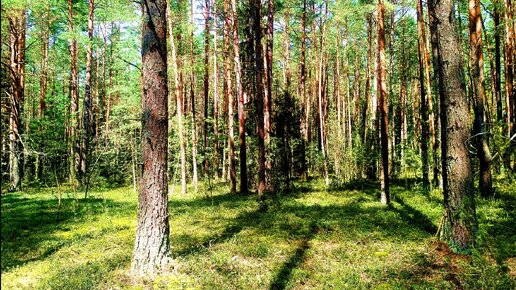 КРАСИВОЕ ПЕНИЕ ПТИЦ В ЛЕСУ ДЛЯ ОТДЫХА И СНА. РАССЛАБЛЯЮЩИЕ ЗВУКИ ПРИРОДЫ. УСПОКАИВАЮЩЕЕ ПЕНИЕ ПТИЦ. РЕЛАКС