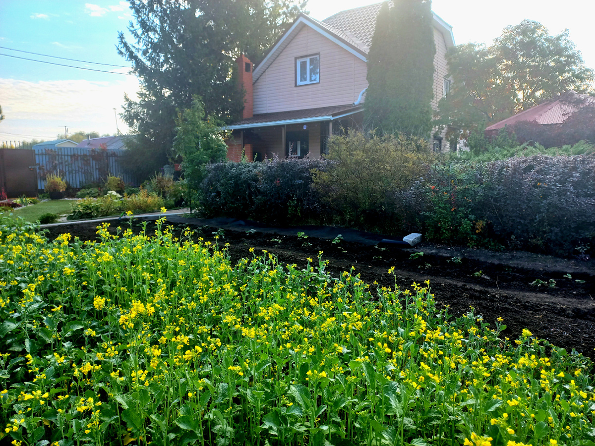 Поле горчицы