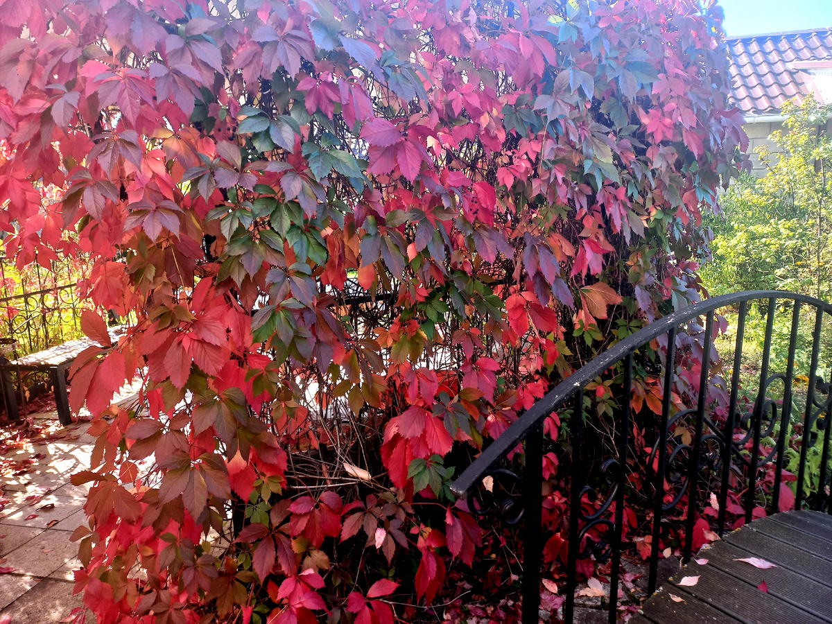 Багряная штора.