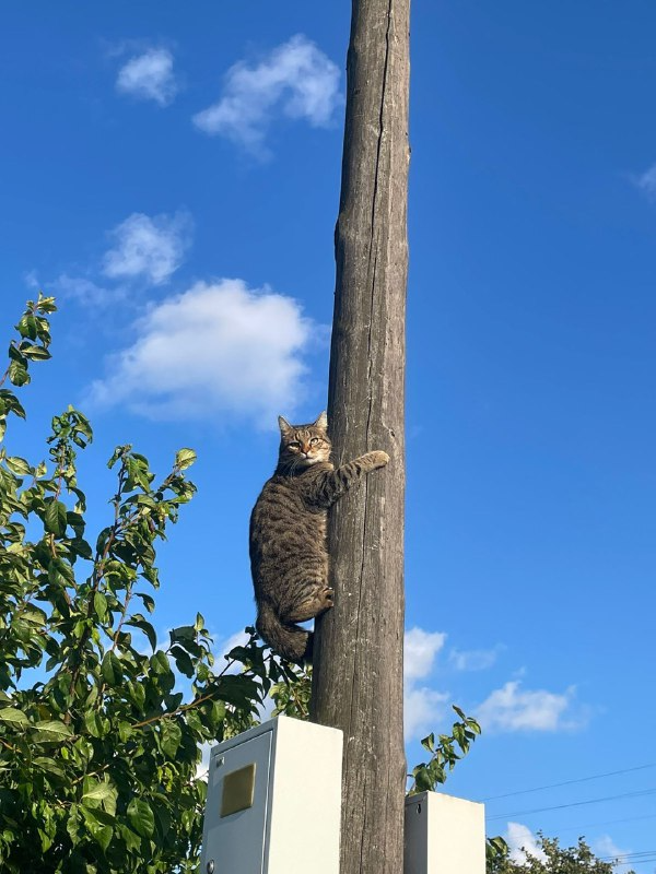 Личное, кот Василий выглядывает хозяев, которые где-то шастают. 