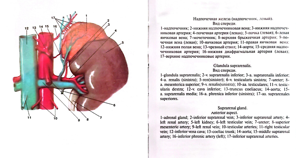 Адренокортикальный рак надпочечника