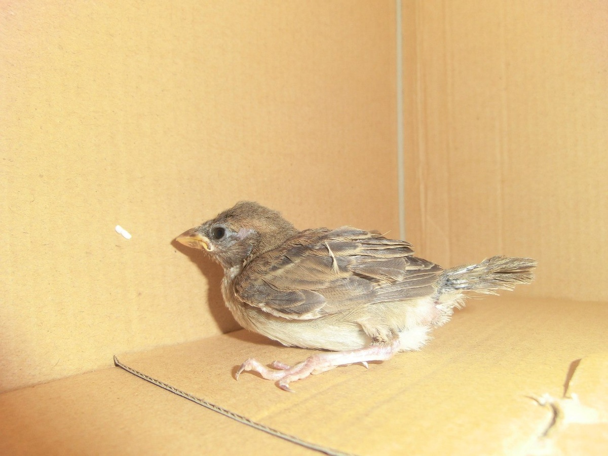 Воробей Маринетт Мортем