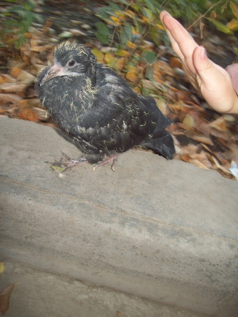 Голубь Маринетт Мортем