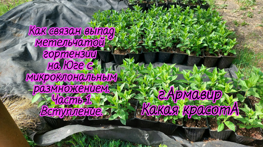 Черенкование на 1 или 2 почки.Не просто выкинула и черенкую новые,а разобралась в проблеме от и до.