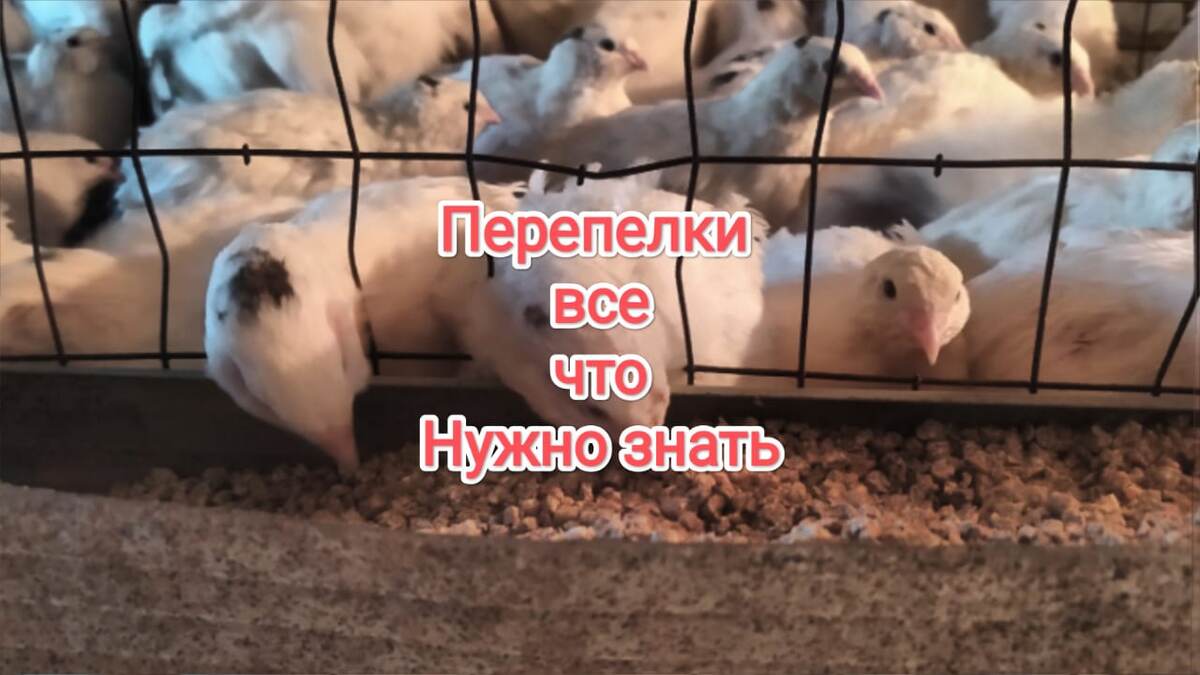 перепелки