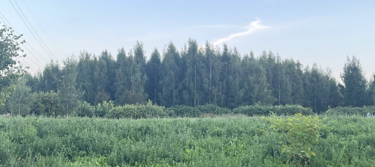 Фото насекомых у меня нет. Хотя мы их порядочно поизучали