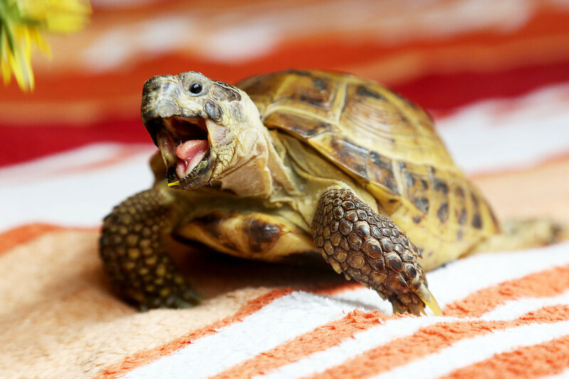 Черепаха из интернета, фото черепахи Маринетт Мортем не существует