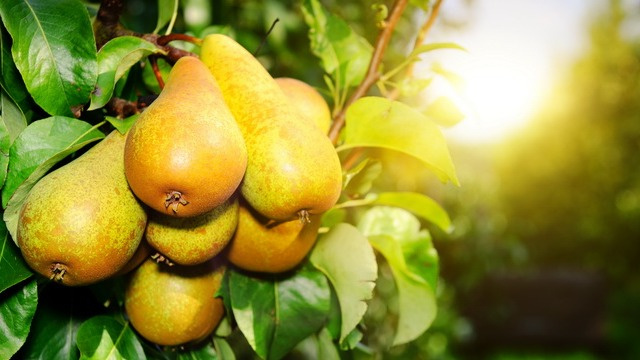 О грушах на своем дачном участке мечтают многие. Но не всем удается добиться плодоношения и вкусить сочной мякоти этих фруктов.