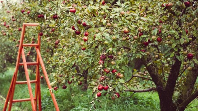 У плодового дерева прекращаются капризы, как только с грушей появляется яблоня.