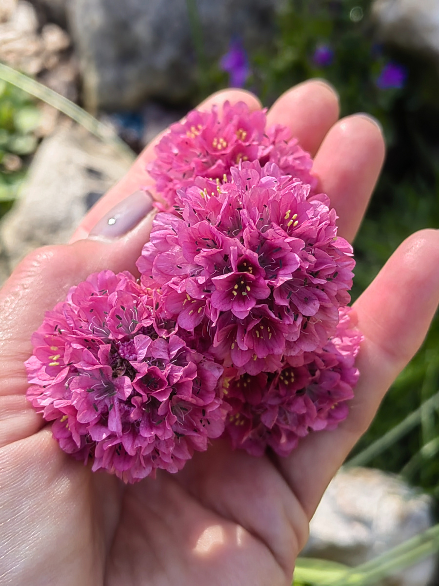 Армерия Приморская.Чудо, как хороша.Лучше летней.