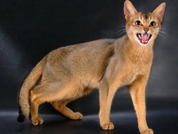 5 пород кошек, которые характером затмят любого пса