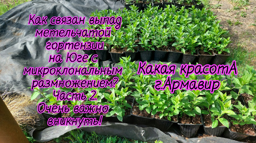 Черенкование на 1 или 2 почки.Не просто выкинула и черенкую новые,а разобралась в проблеме от и до.Часть 2!