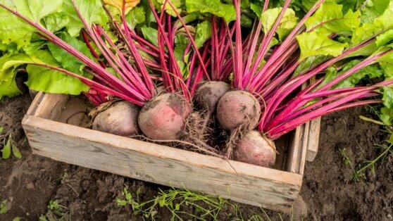    Ученый рассказал, где и как хранить свеклу, чтобы урожай не сгнил зимой Роман Захаров