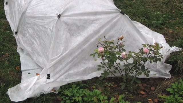 Укрываю спанбондом.