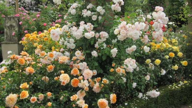 Буквально на днях рассказал вам, как обрезать розы осенью. А сегодня хочу поговорить об укрытии розария на зиму. 