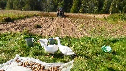 Скачать видео: Картофелекопалка за один день. Все рвутся в город, а я в деревню