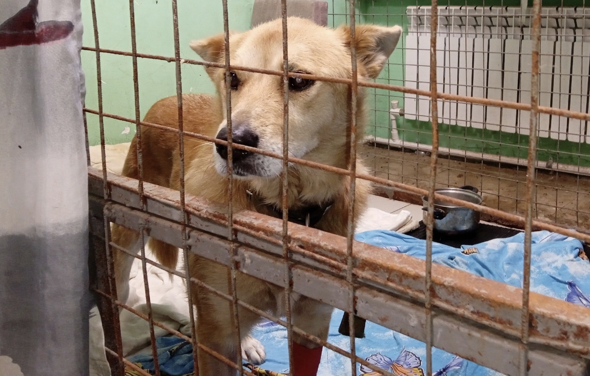 Впереди - долгая дорога в Пермскую клинику .