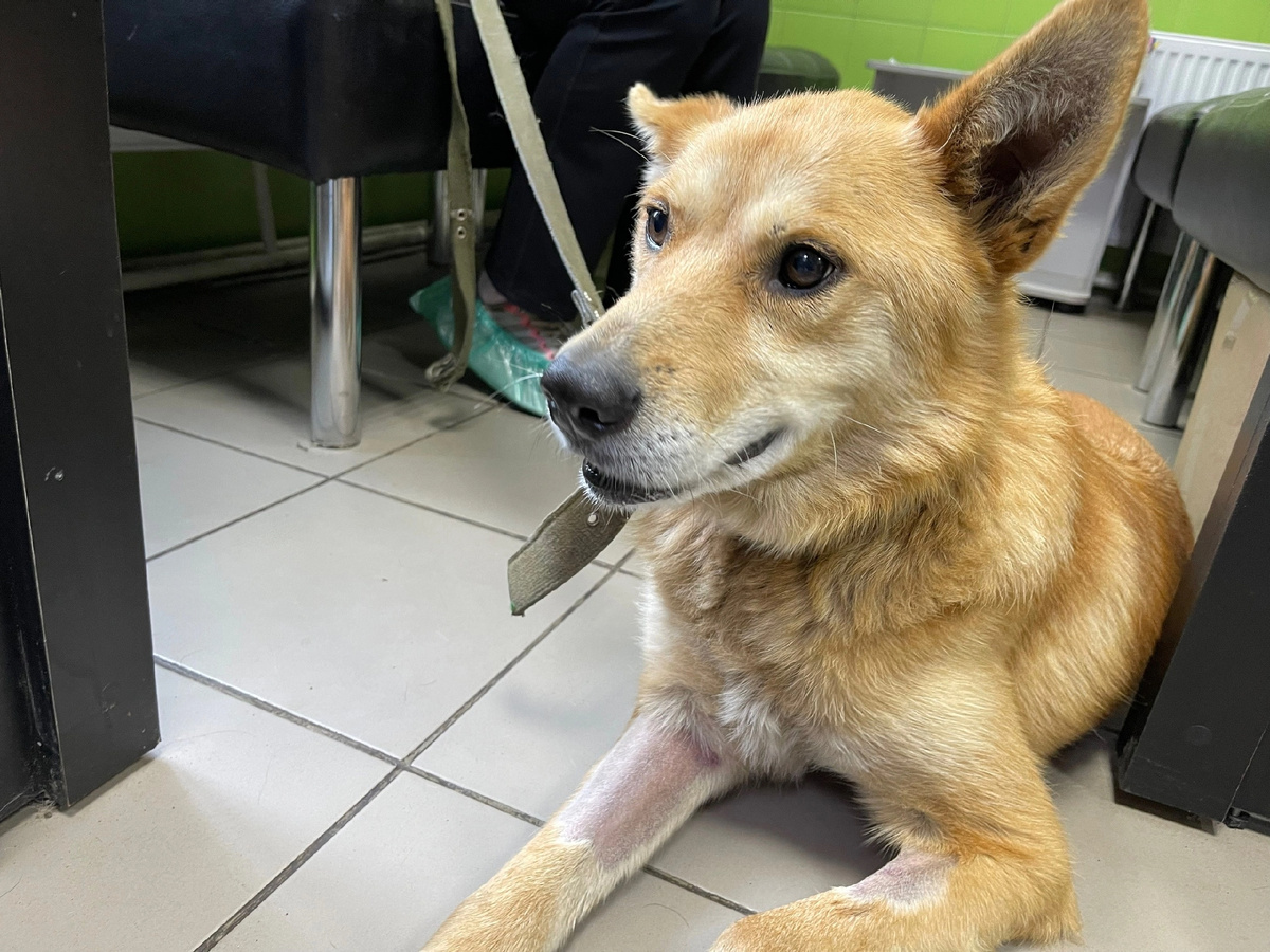 Ждём...в клинике 