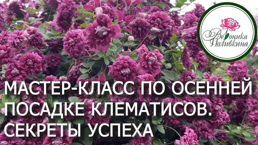 Особенности осенней посадки клематисов