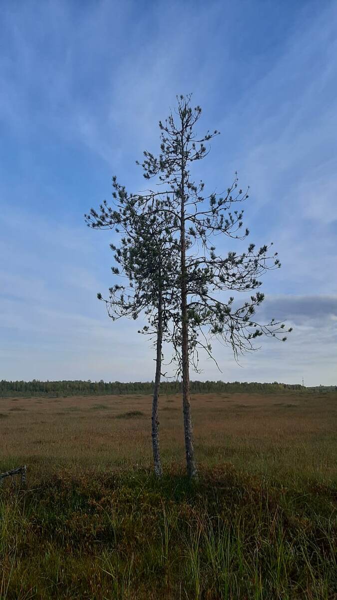 Болото - огромная водянистая территория, поросшая мхом, с редко встречающими деревьями, как правило, невысокими.