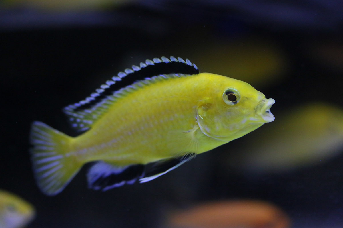 Аквариумная рыбка еллоу. Лабидохромис еллоу. Рыбка лабидохромис еллоу. Аквариумная рыбка еллоу. Псевдотрофеус еллоу.