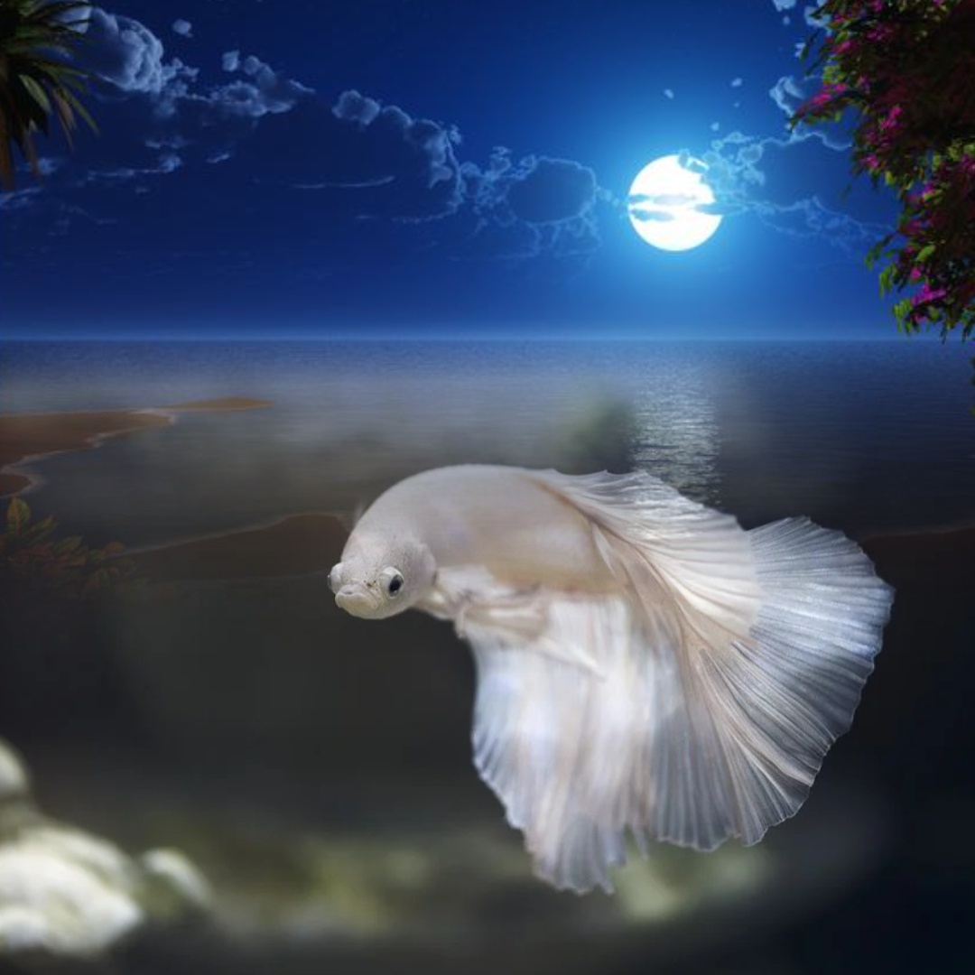 18 сентября мы встречаем Лунное затмение в 25 градусе знака зодиака Рыбы. Это заключительный знак зодиака и он олицетворят 12 дом, полный тайн, мистики и самого сокровенного в душе человека.