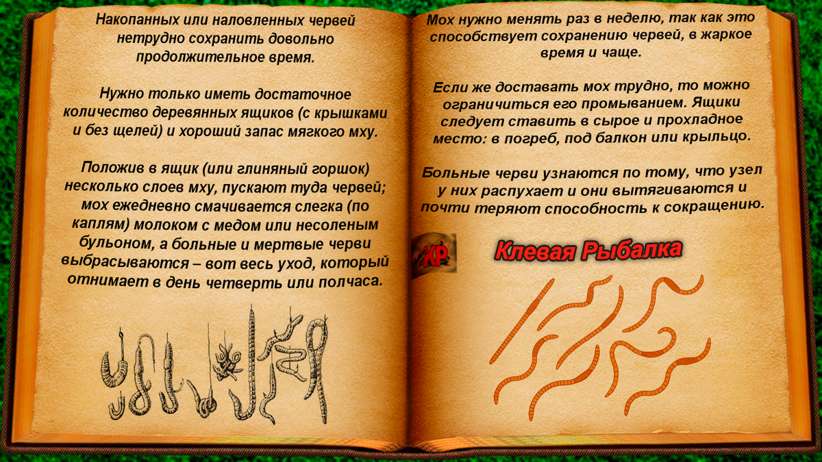 Как хранить червей: способ от Сабанеева