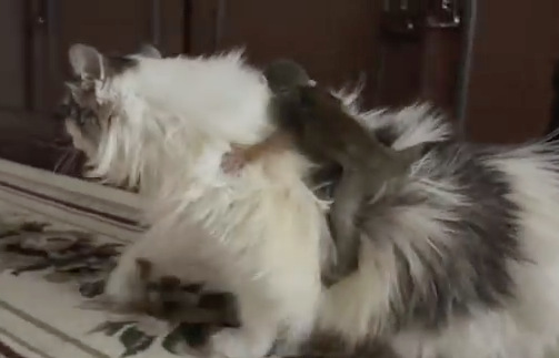    Кошка / Источник: Видеокадр Associated Press